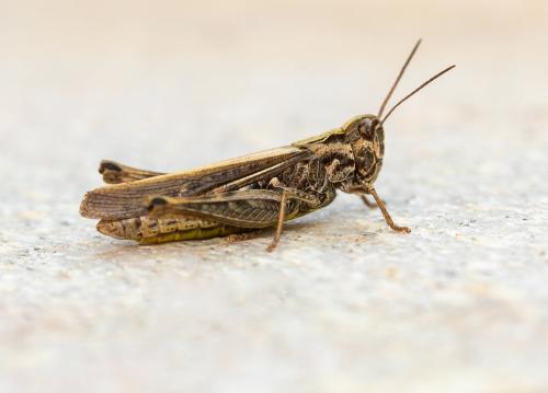 Réf. 332 770 : Chorthippus sp.